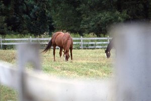 horses-field-over-fence