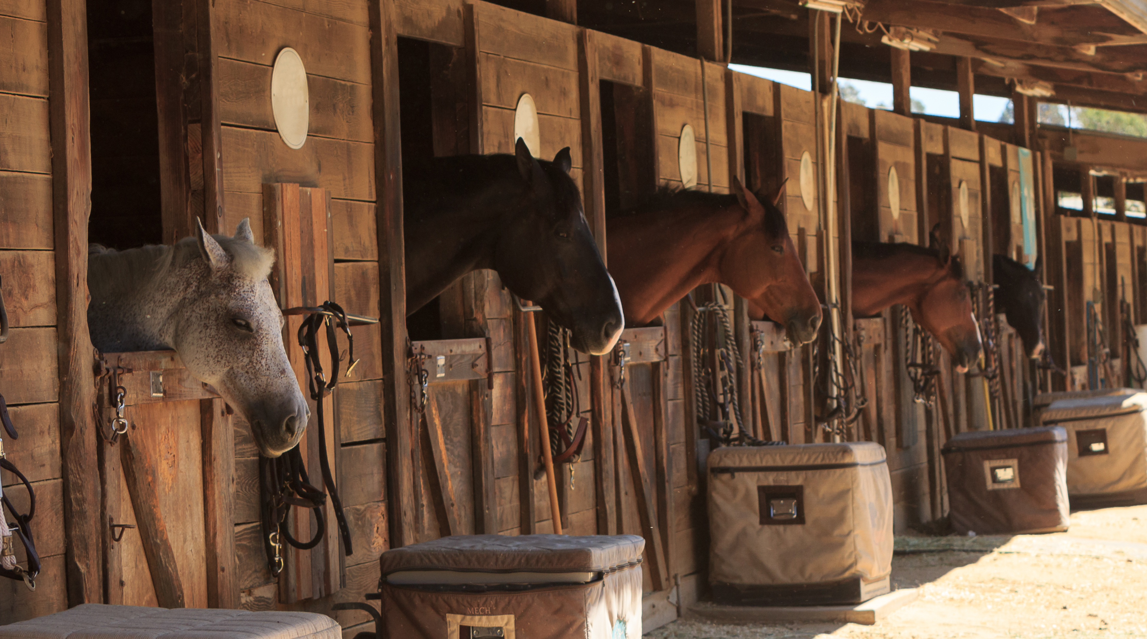 A line of horses hanging their heads over their stall doors