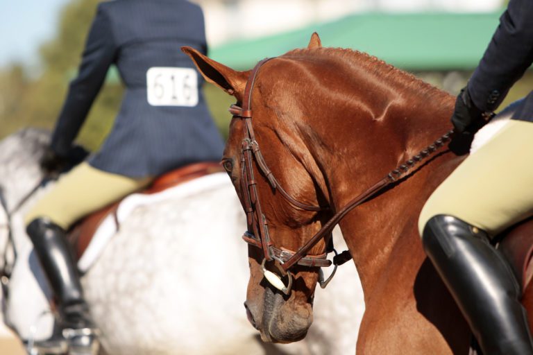 Close up shot of two horses passing each other in a show ring