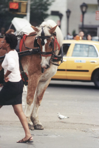 Horses in the City promo image
