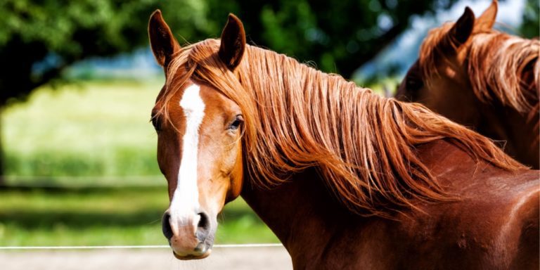 horses-picture-id167437795