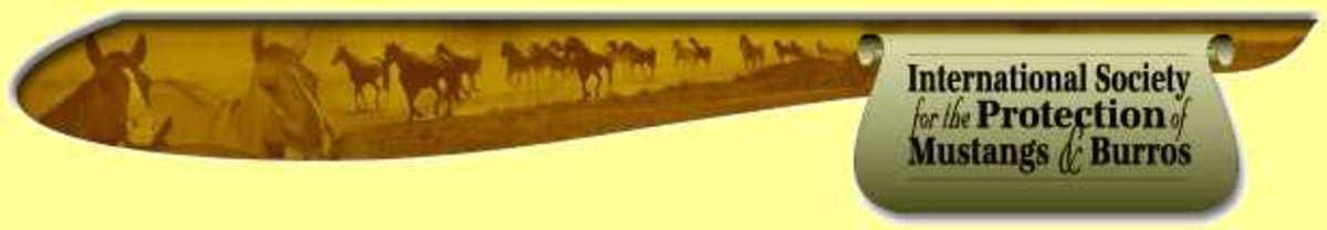 How Dry We Are: US Drought Affects Wild Horses, Too promo image
