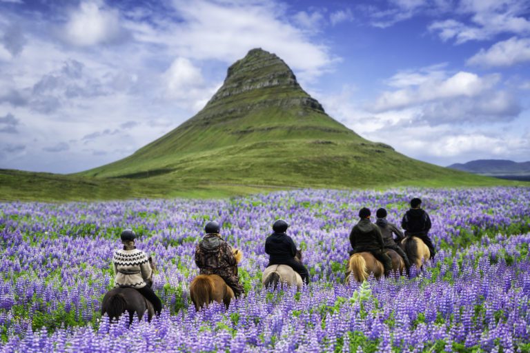 Riders on horses in a field of purple flowers in Iceland