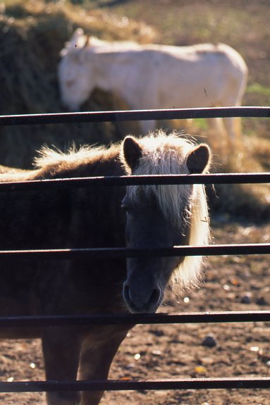 A small pony behind a bar gate