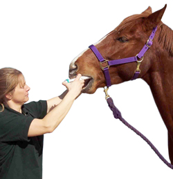 internal_parasite_horse