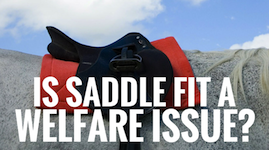 Is saddle fit an equine welfare issue? promo image