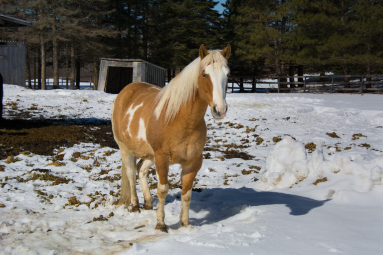 A pain horse standing in a muddy, snowy field