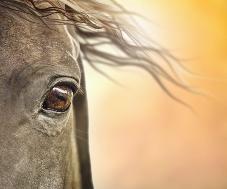 iStock-537761095