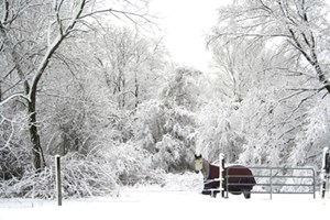 iStock_horse in snow2