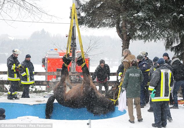 Jurga Report: Daily Mail photo of German horse being lifted by crane from a swimming pool in winter