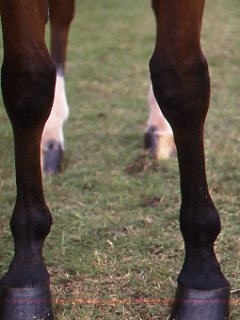 Keeping Your Horse at Home promo image
