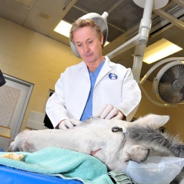 Kirker-Head-Tufts-surgery-horse-head-lr-724220