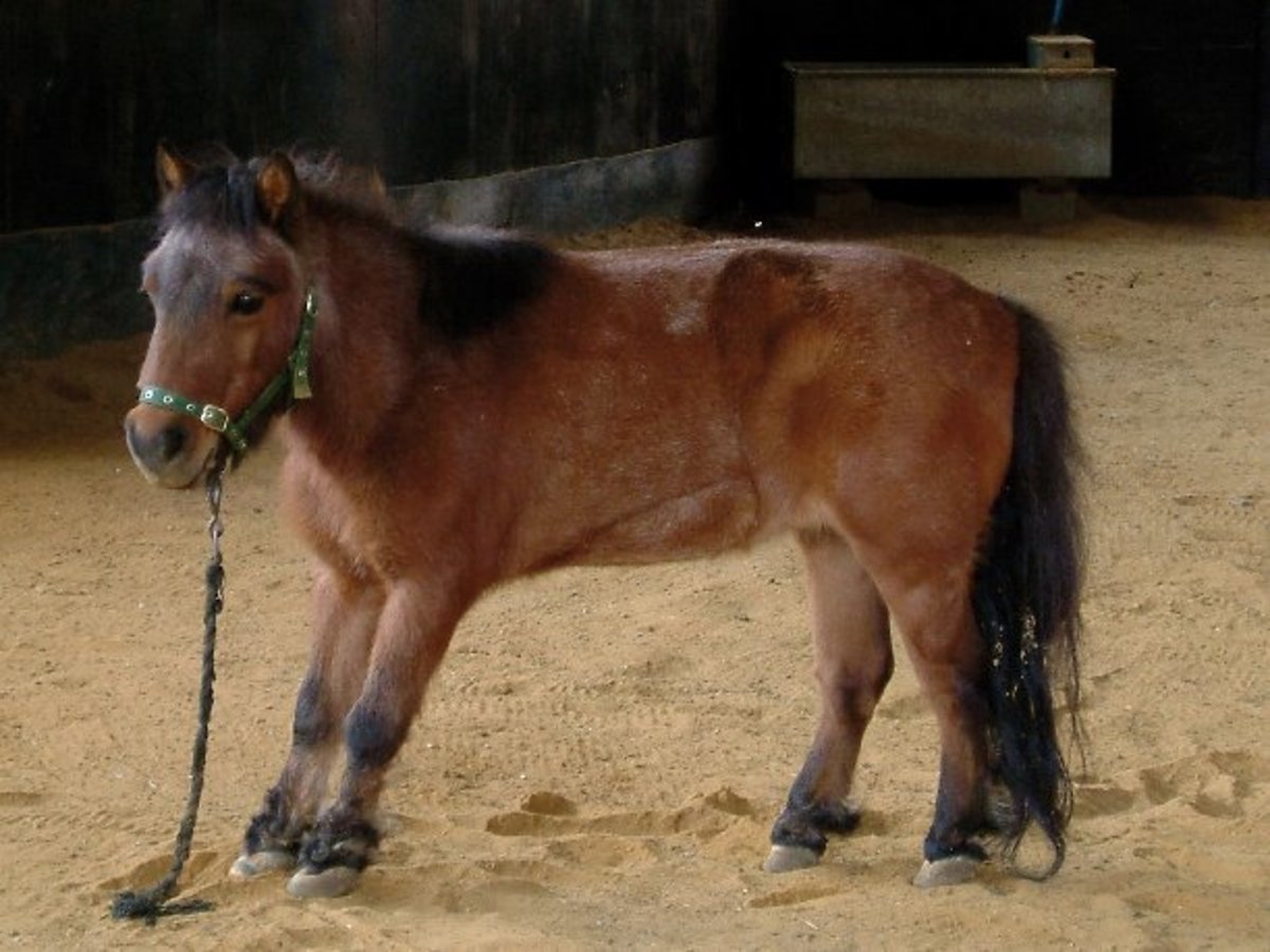 Laminitis: Is Global Warming at Fault? promo image