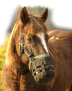 laminitis