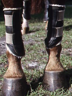 Leg Protection for Young Horses promo image