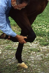 leg005