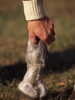 Living Without Lameness in Horses promo image