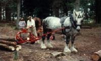 Logging with Horses promo image