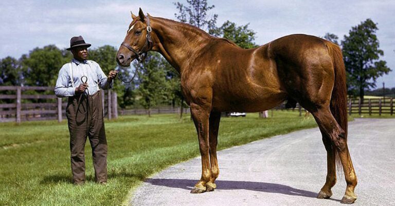 Man o' war