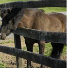 Managing Cushing's Disease in Horses promo image