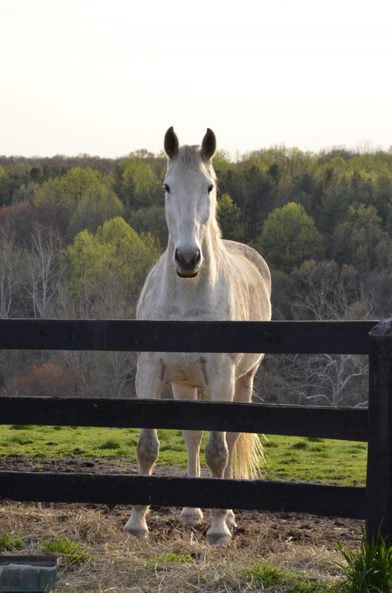 Managing the Changing Needs of Older Horses promo image