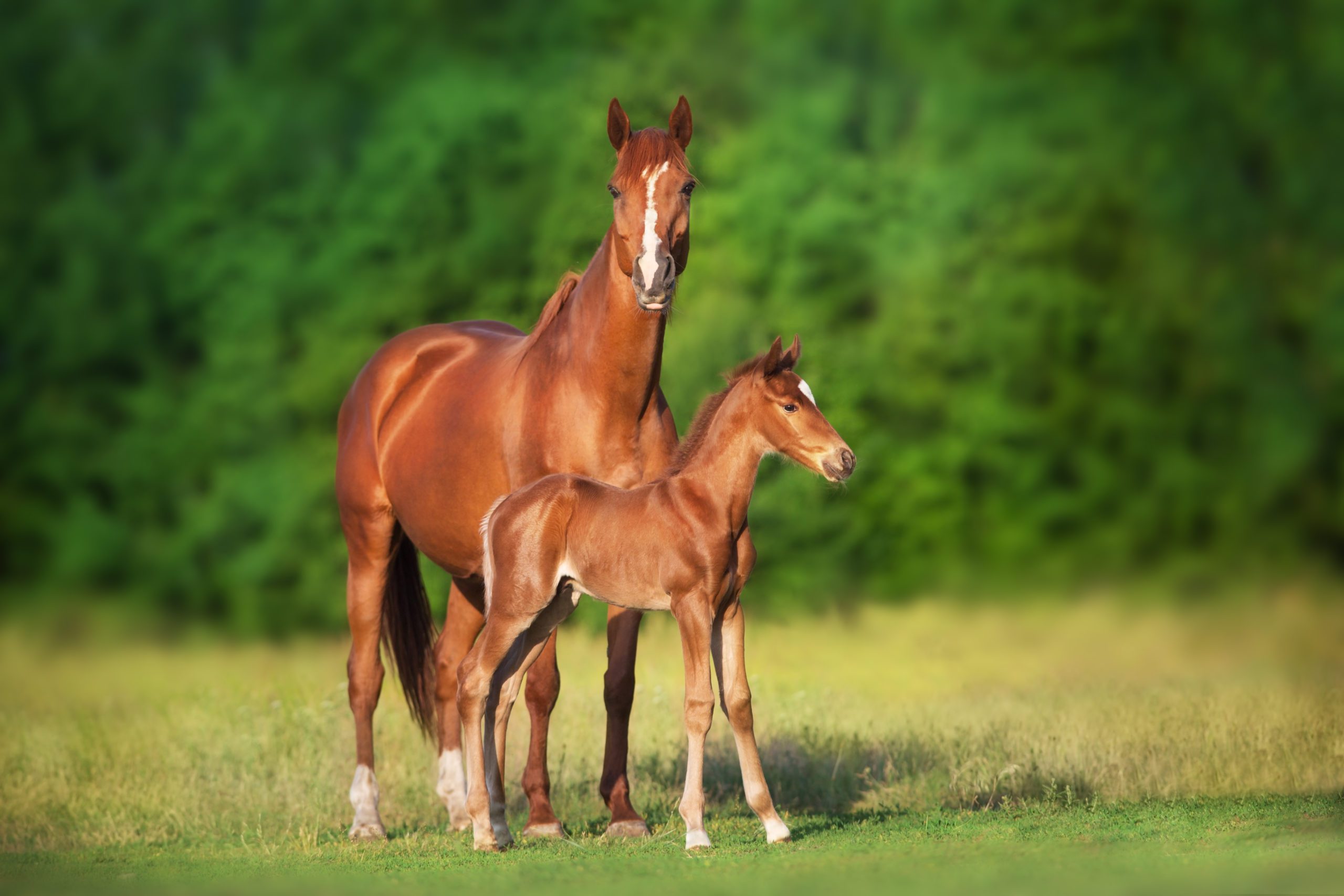 A mare and foal standing in a field
