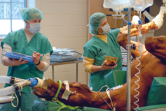 A horse on a surgery table with two veterinarians preparing for surgery.