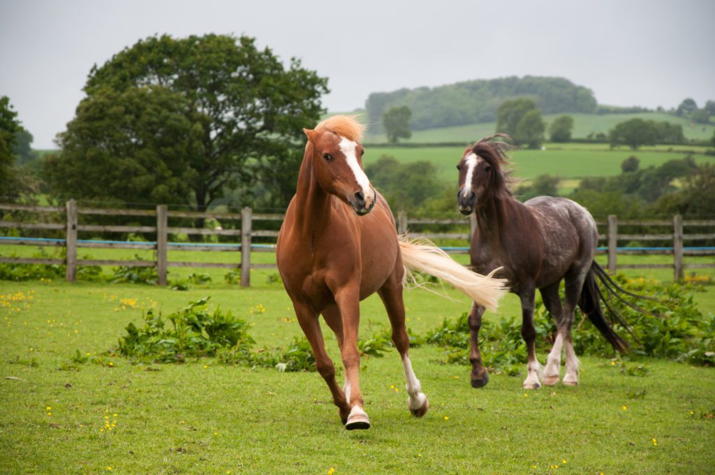 Two horses galloping in a field