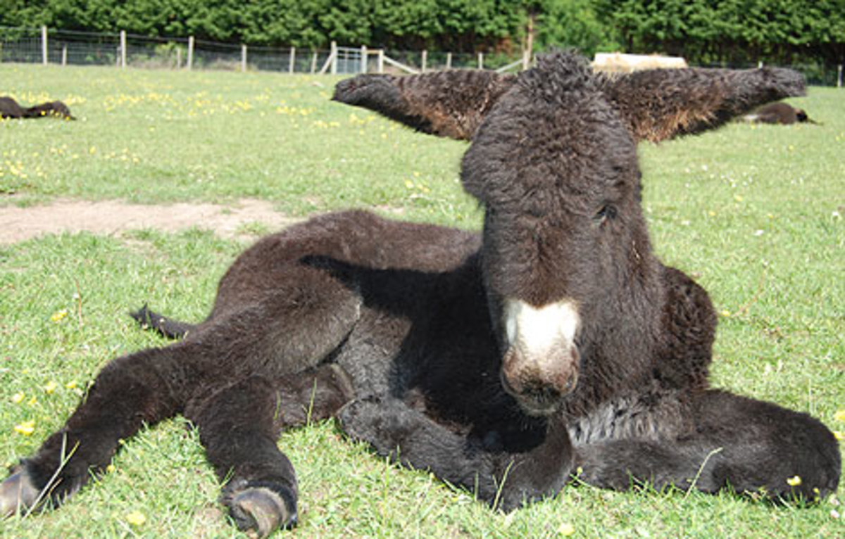 More Rare Than Pandas: Poitou Donkeys Are Making a Comeback promo image