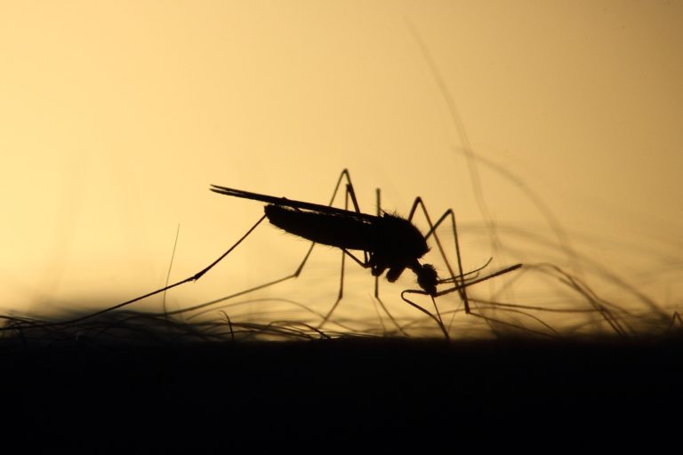 mosquito-3860900_1920