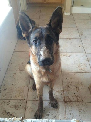 Mud-Loving German Shepherd Wins EQUUS Magazine’s 2014 Dirty Dog Contest promo image