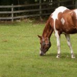 An older brown and white pinto horse grazing in a field