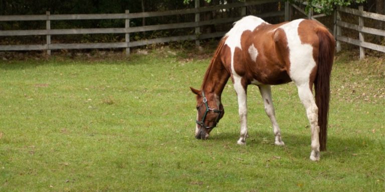 An older brown and white pinto horse grazing in a field