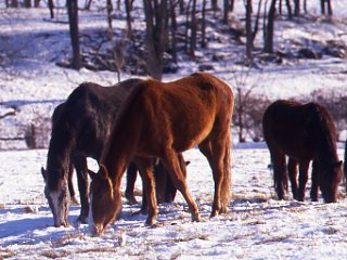 Neglected Horses: When to Call the Authorities promo image