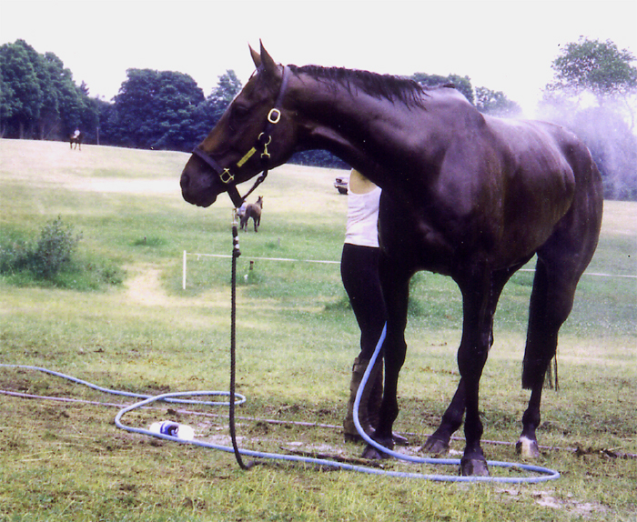 New Bolton Center's Ten Horse Health Tips for Hot Weather promo image