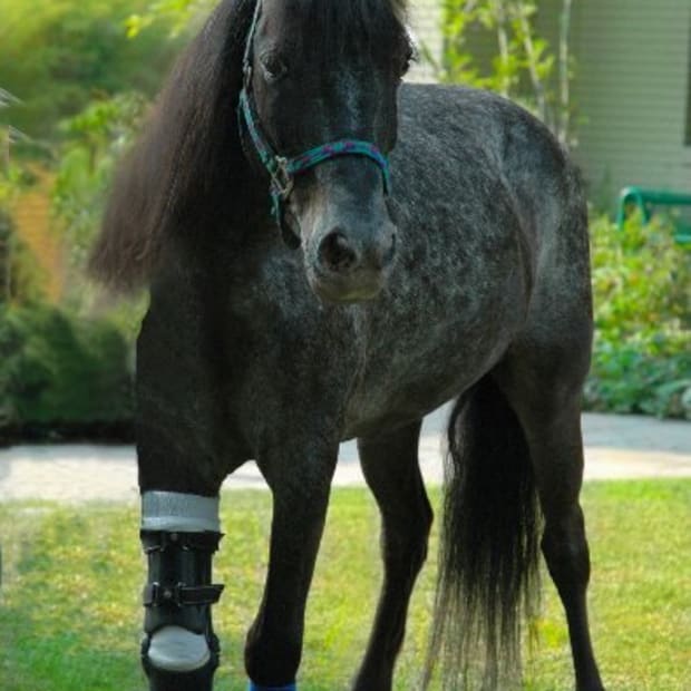New Book Announcement: Molly the Pony Survived Katrina and Then the Adventures Began promo image