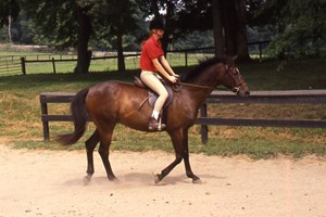 new-saddle