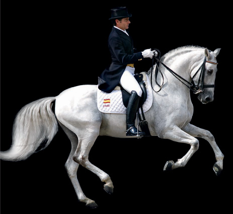 No "Big Event" to Lure Euro Dressage Stars to Florida in 2011? World Dressage Masters Hints at a Plan B promo image