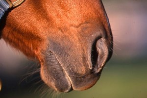 Close up of a horse's nose