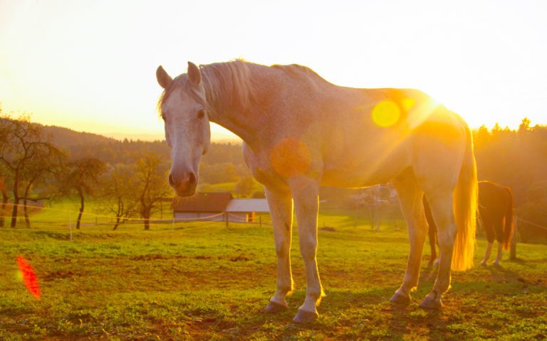 An older horse standing in a field at sunset