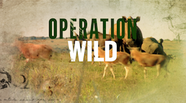 Operation Wild: Veterinarians and Animals in Need Make Great Television Together on PBS promo image