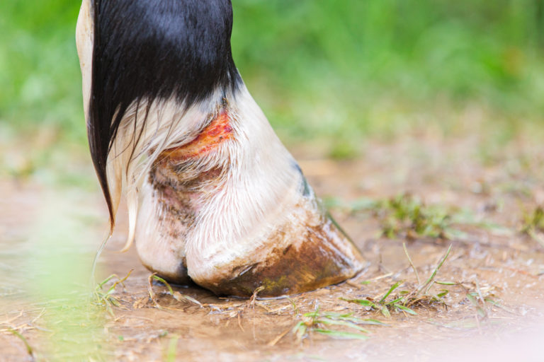 Close up of a horse's hind limb with a wound on it