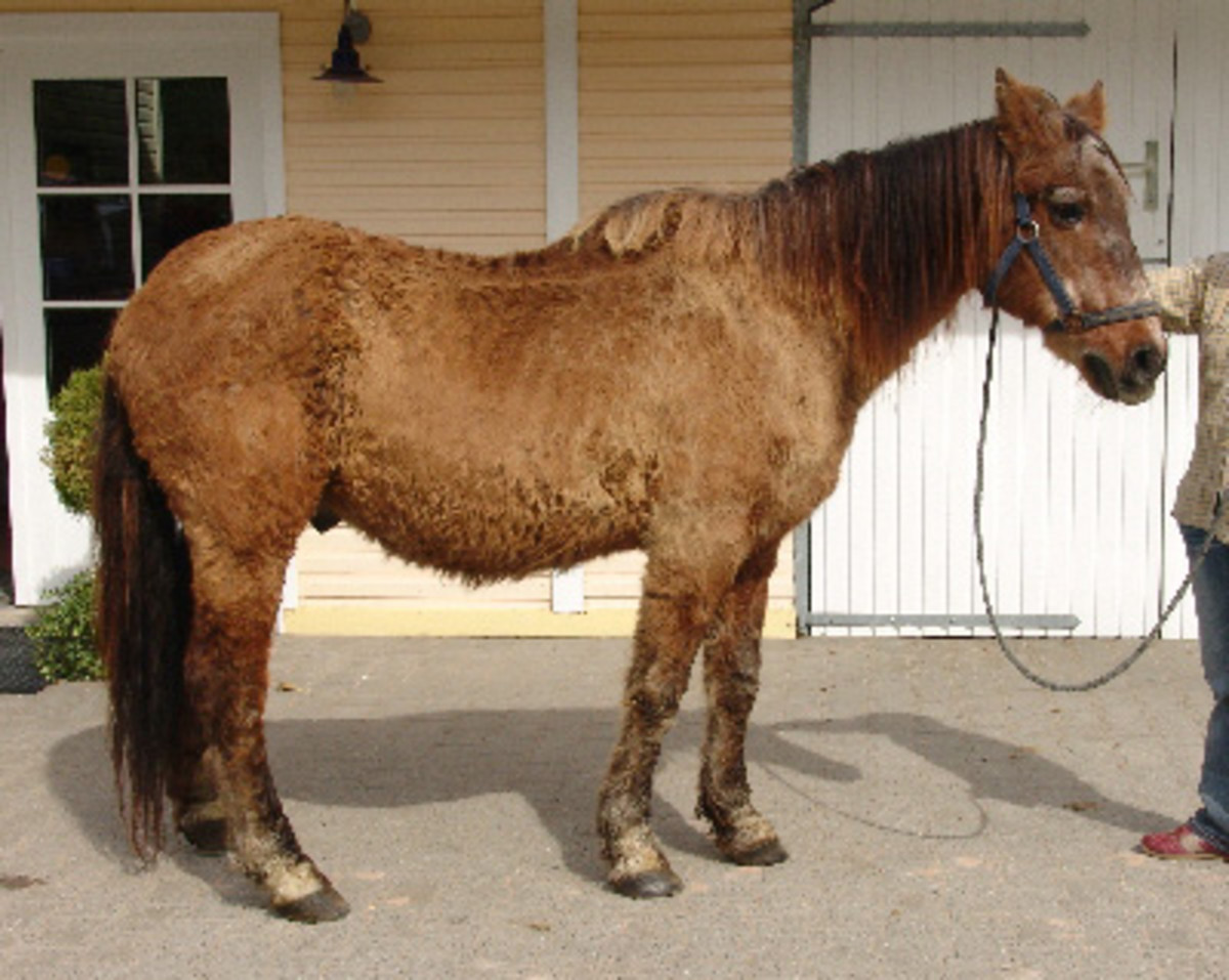 Pergolide Update: Crisis Makes the Evening News; Resource Blog Launched for Horse Owners Concerned about Drug Ban promo image