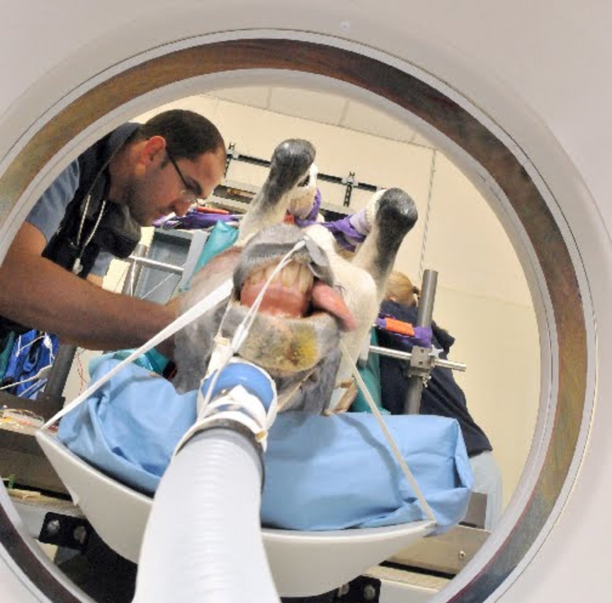 picaro-in-CT-scanner003-lr-714248