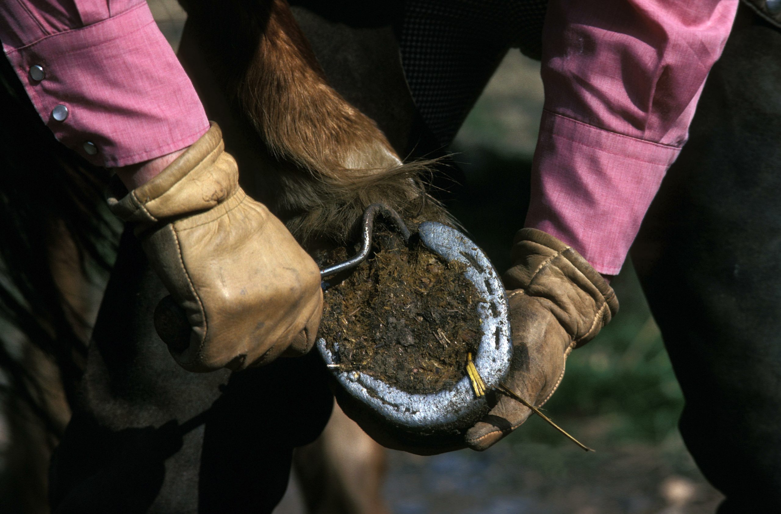 A person picking out a horse's hoof