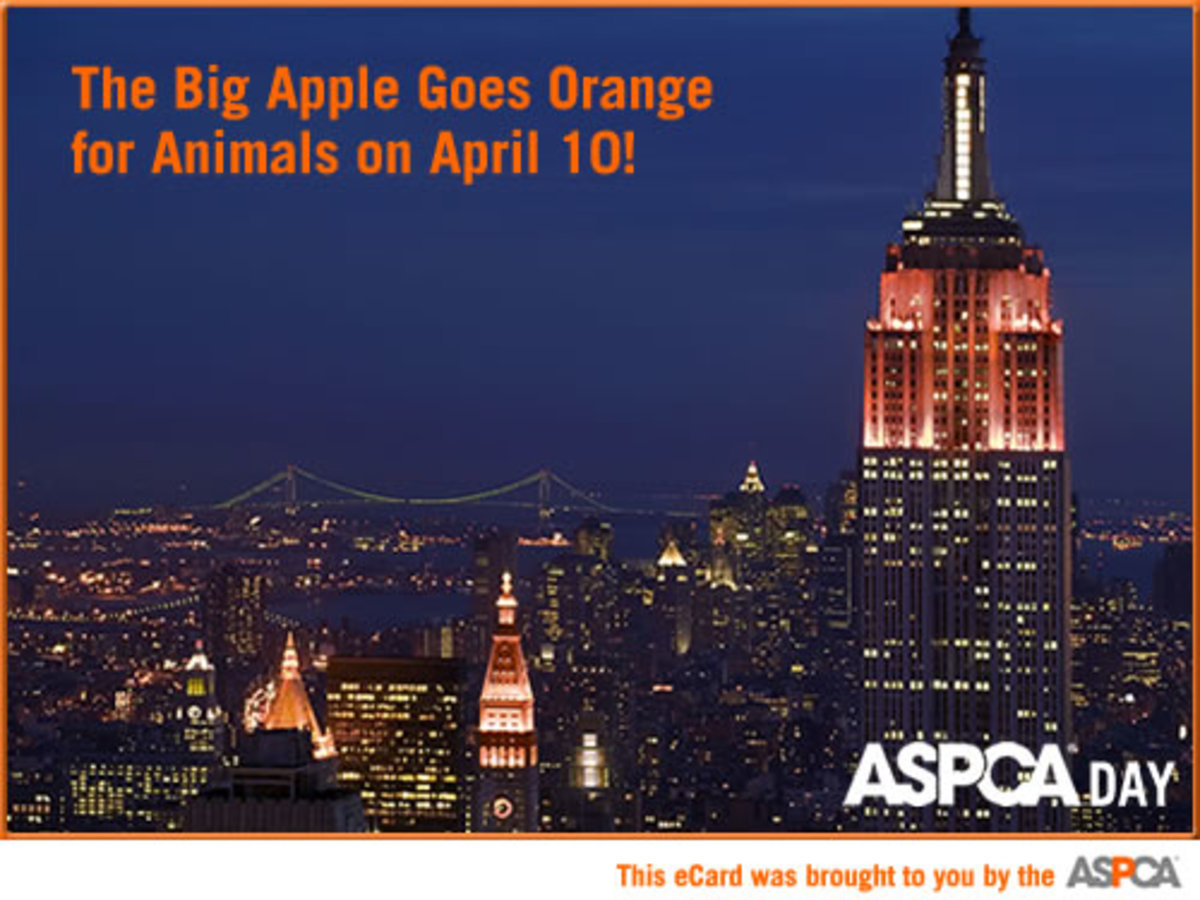 Plan to Dress in Orange on Tuesday for ASPCA DAY! promo image