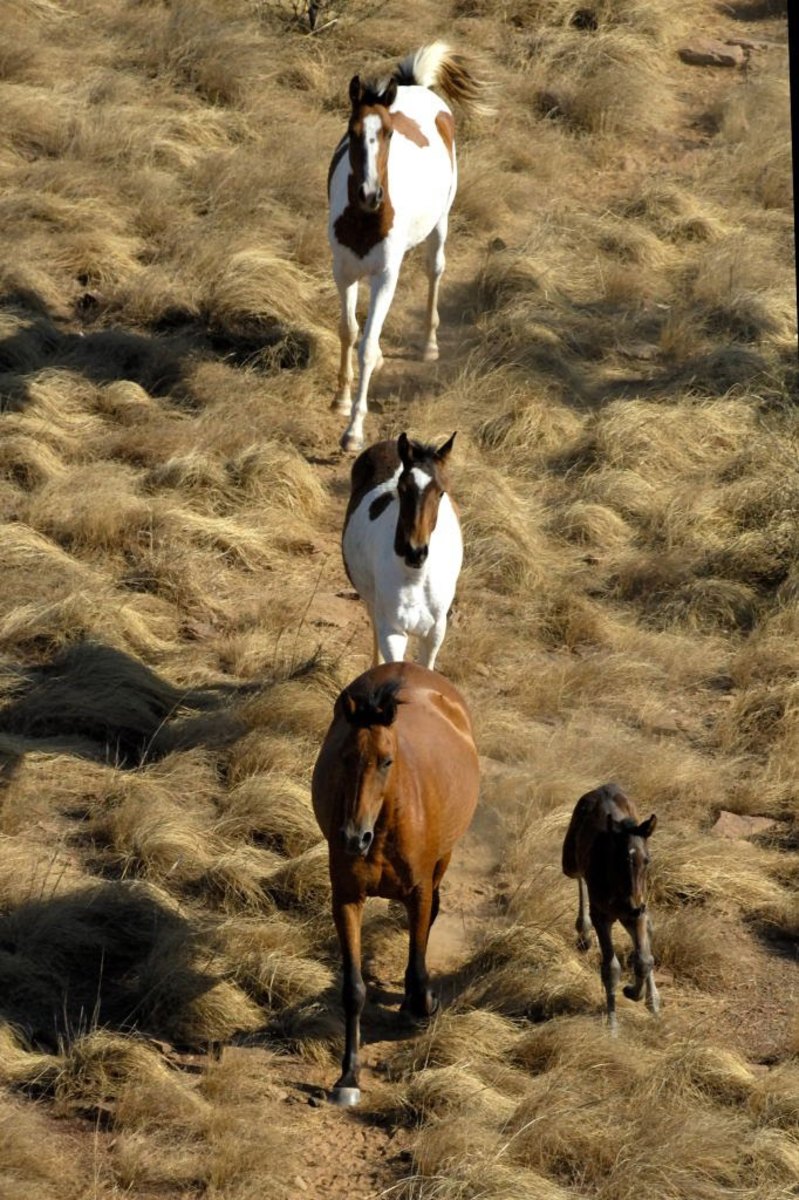 Pollitt-3-Brumby-NT-8-6x9-lr-701588