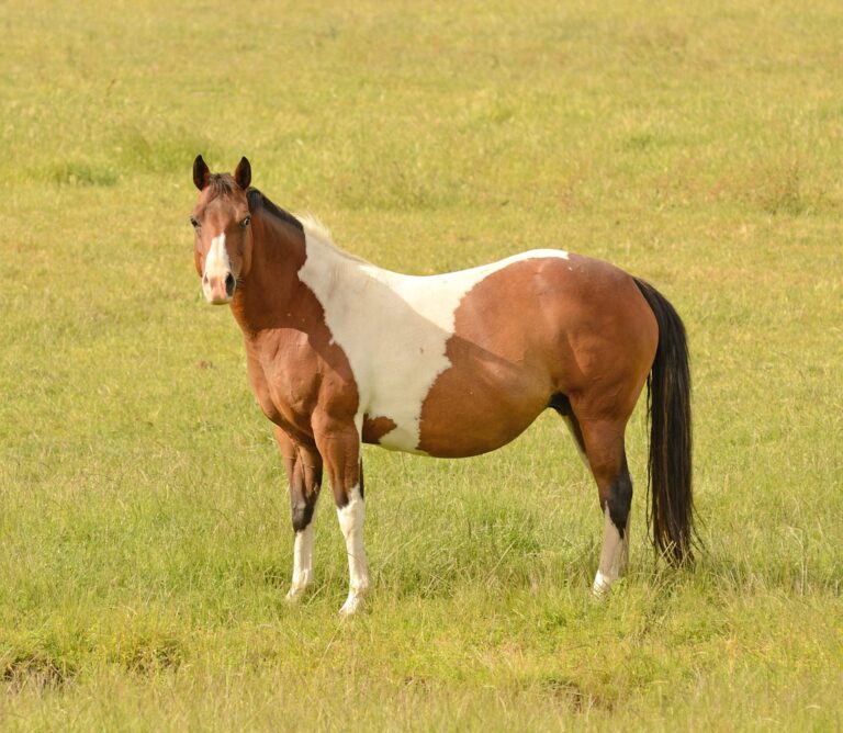 A pregnant mare standing in a field