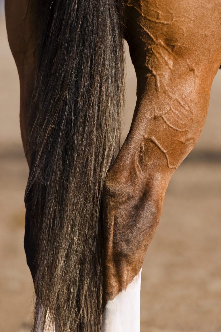 prevent-arthritis-in-horses