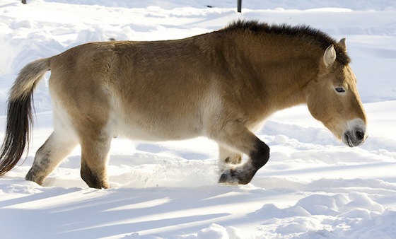 Przewalski's horse Rolles in the snow at the National Zoo